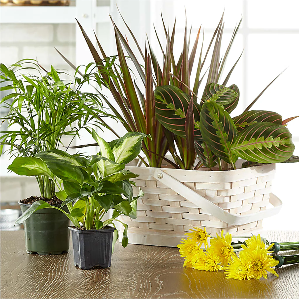 Florist Designed Blooming and Green Plants in a Basket - Image 3