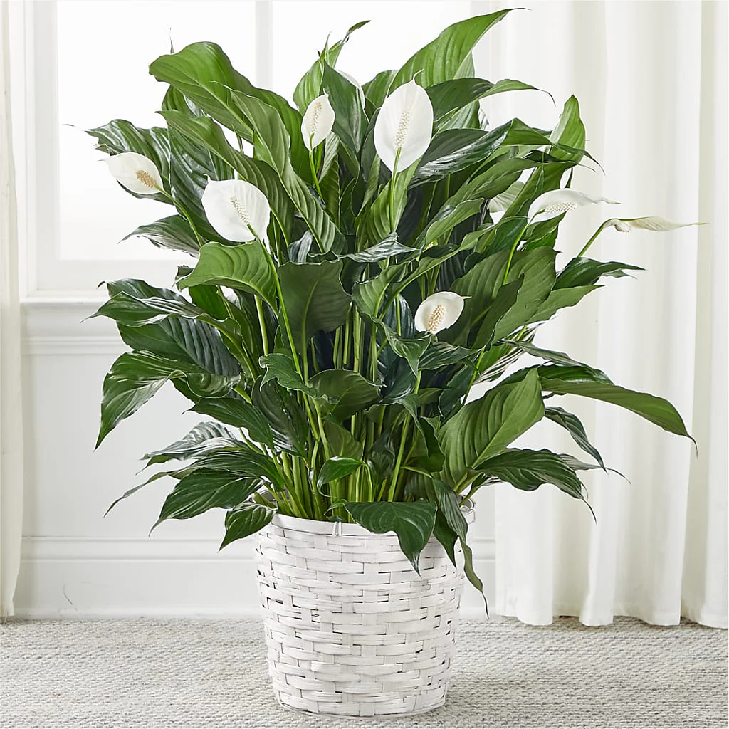 A New Leaf Peace Lily - Image 3