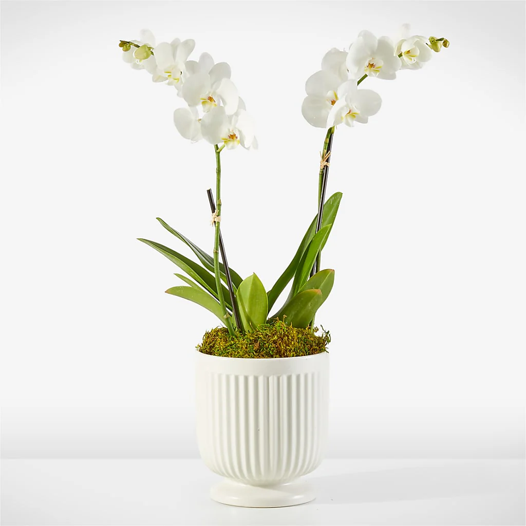 Whispering White Orchid - Image 2